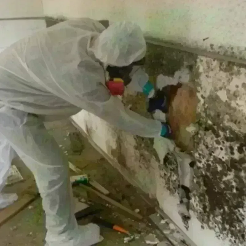 Mold Remediation and Removal in Forsyth, MT